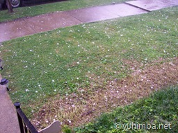 hailstorm_07-26-2008 004