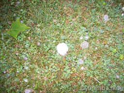 hailstorm_07-26-2008 005