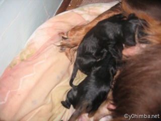 sheena_puppies_11-15-2007 002