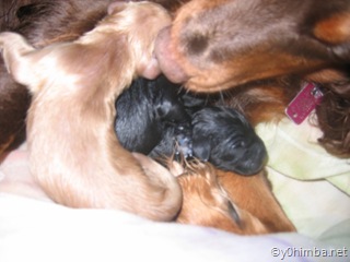 sheena_puppies_11-15-2007 004