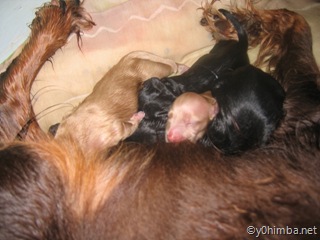 sheena_puppies_11-15-2007 035