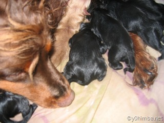 sheena_puppies_11-15-2007 037